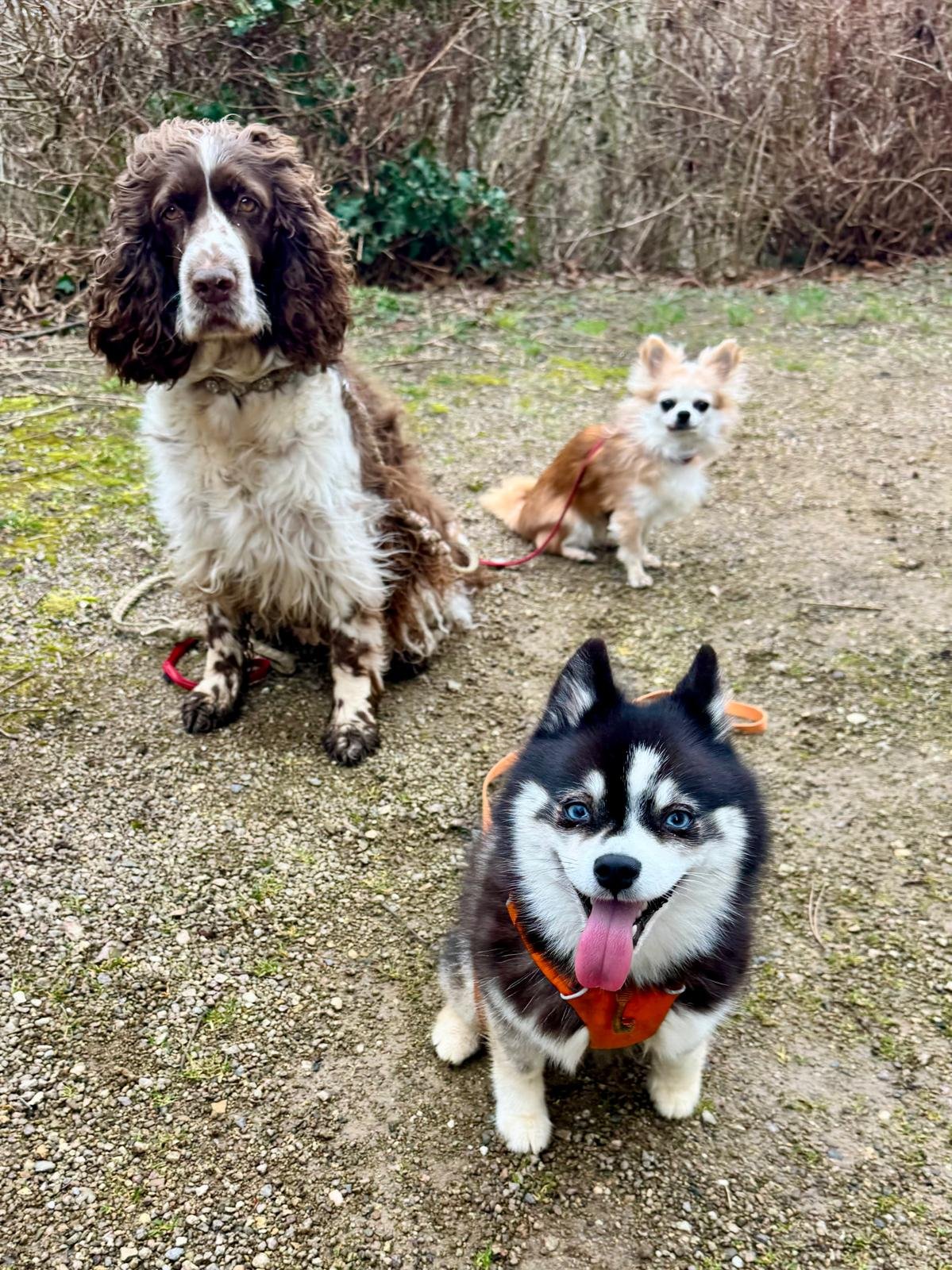 Mobile Hundeschule und Hundetrainer/in in Dreieich – Permission Paws, Preise, Training