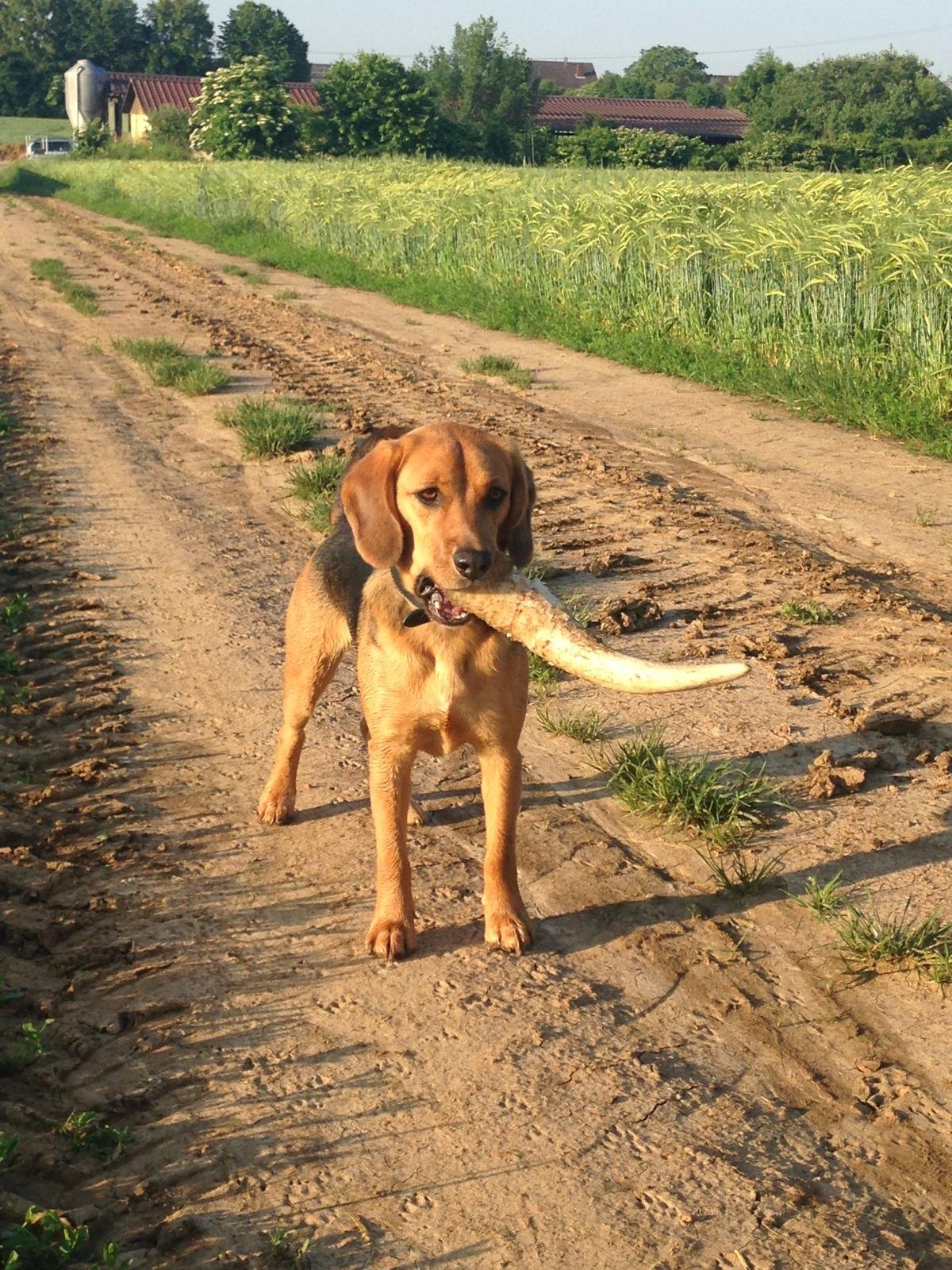 Gruppenkurse in der Hundeschule Dreieich